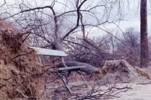 „Furtunile de mai dăună-di”