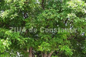 Judetul Constanta: Lemn de cais, sustras dintr-o livada 