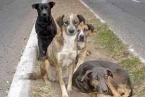 Sa adoptam animale, dar cu responsabilitate!