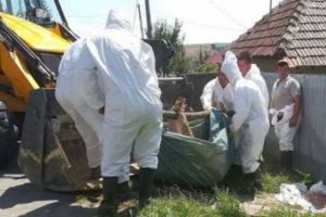 PESTĂ PORCINĂ PRAHOVA | Autorităţile ar putea începe uciderea preventivă a porcilor. Vezi în ce localităţi din Prahova!