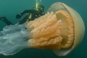 O meduză de dimensiunea unui om a fost filmata in largul coastei britanice. VIDEO FABULOS