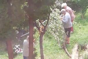 VIDEO Cu toporul la adunat de vişine