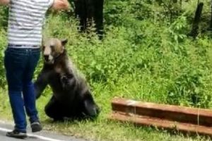 La un pas de a fi sfâşiat de urs