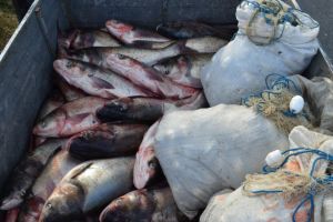 Un conducator auto fara permis transporta fara documente legale, aproximativ 900 kilograme peste