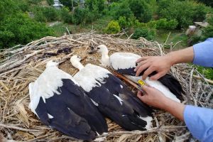 Judeţul Harghita pe primul loc la numărat berzele albe