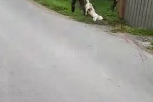 Câine împuşcat din maşină, pe un drum judeţean, printre case, la Fundu Moldovei