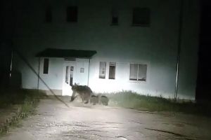 Ursoaica cu doi pui care îi terorizează pe câmpulungeni va fi mutată într-o altă locaţie ...