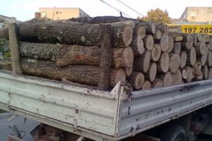 Pagubă de 5.000 de lei pentru un metru cub de lemne!