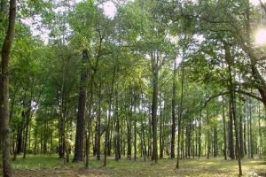 Drumetia a 7 braileni plecati pe muntii Buzaului se putea sfarsi tragic / S-au ratacit in padurile dintre Bozioru si Colti