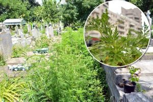 Prietenii ambroziei: Primarii din Bihor ignoră legea care îi obligă să stârpească ambrozia, cea mai alergenă buruiană