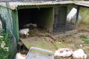 Borboly Csaba cere imperativ: Ministerul să îndepărteze imediat ursul vandalizator din Păuleni