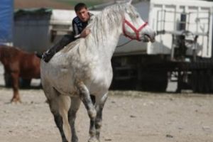 Proprietari de cai din Argeş, „cravaşaţi” cu amenzi