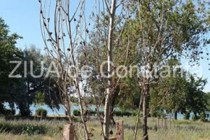  Trees need people - Constanta Restart:   Constantenii, invitati la actinea de voluntariat Parcul Tabacariei - Ingrijim ce am plantat“