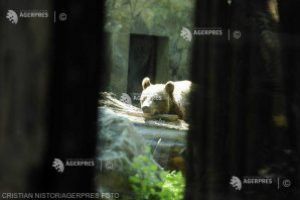 Braşov: Prefectul va cere Ministerului Mediu aprobarea pentru recoltarea mai multor exemplare de urs