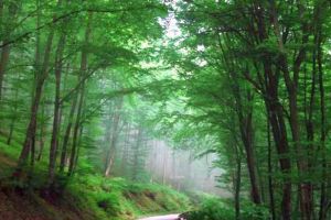 Proprietarii de terenuri forestiere cu suprafeţe mai mici de 30 de hectare vor avea asigurată paza pădurilor