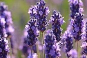 Bulgaria, cel mai mare producator global de ulei de trandafir organic si de lavanda