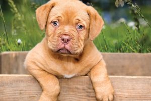 ADP Oradea: Târg de adopţii la Adăpostul Grivei