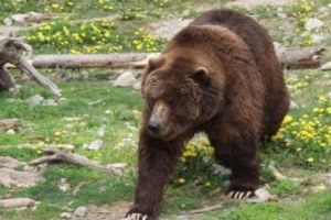 Alertă de URS la Arefu!