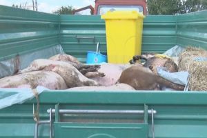 Trei focare noi de pestă porcină africană în judeţul Galaţi