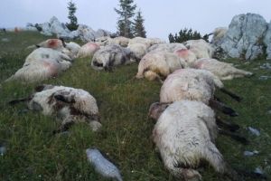 Presiuni din Harghita la Ministerul Mediului