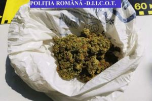 Cei patru tineri arestaţi pentru transportul de 10 kilograme de droguri spre festivalul ...