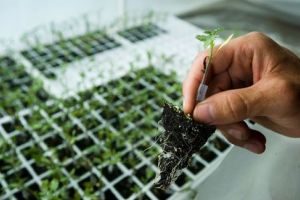 Cercetător ştiinţific – post vacant la Institutul de Cercetare – Dezvoltare Pentru Cinegetică şi Resurse Montane Miercurea-Ciuc