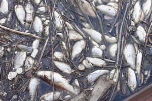 FOTO – Peştii mor în continuare pe Olt – Pescarii vor evalua situaţia zilele următoare
