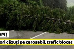 NEAMȚ: Arbori căzuţi pe carosabil, trafic blocat
