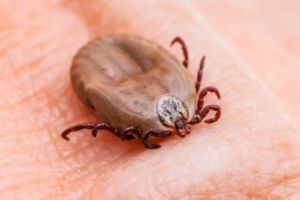 Invazie de căpuşe în România! Sute de persoane au ajuns de urgenţă la spital