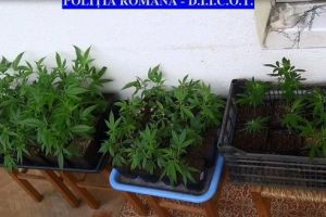 VIDEO: Culturi indoor de cannabis descoperite la Târgu-Mureş
