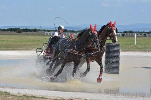 Concurs internaţional de atelaje: participanţi din Serbia, Croaţia, Ungaria şi România vin pe păşunea din Oşorhei