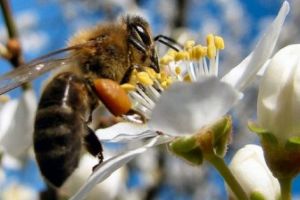 Despăgubiri pentru apicultori