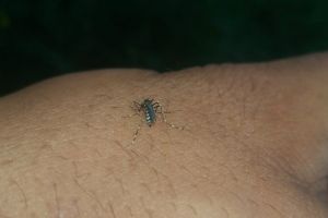 Țânţari-tigru, fotografiaţi la periferia Târgoviştei. Pot transmite Virusul West Nile