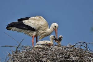 Cuiburile de berze, supravegheate prin aplicaţia „Uite, Barza!”