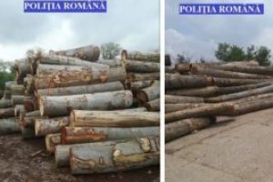 Acţiuni ale poliţiştilor covăsneni în domeniul silvic