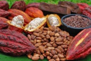 Coasta de Fildes si Ghana au reluat vanzarile de cacao