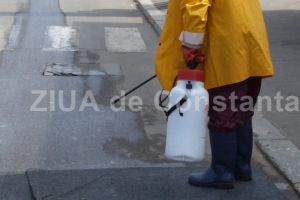 Continua actiunile de dezinsectie in cartierele constantene