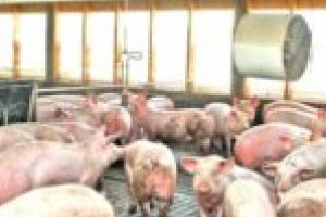 Sezon de risc pentru pesta porcină. Autorităţile transmit măsurile de siguranţă pentru agricultori!