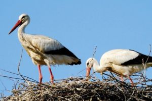 Plasticul ajunge în cuiburile berzelor…