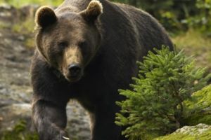 RO-Alert în cazul urşilor de la Arefu