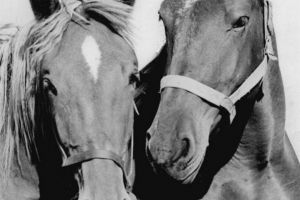 „Hoţ de cai descoperit”