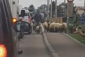 Turmă de oi şi capre, filmată traversând podul de peste râul Suceava, la Iţcani