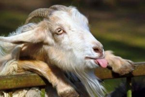 O capră gestantă a fost VIOLATĂ de opt bărbaţi! Cum a găsit-o proprietarul e şocant