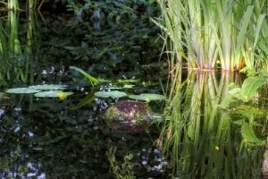 Stufărişurile de la Sic – o minune a naturii