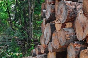 Licitaţie intermediară de masă lemnoasă la Direcţia Silvică Harghita