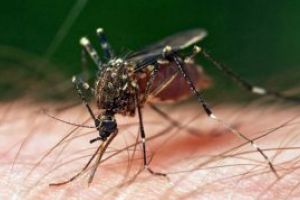 O noua campanie de dezinsectie terestra pentru combaterea tantarilor, in Baia Mare