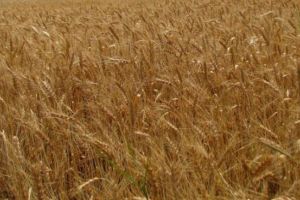 Incendiu într-un lan de grâu la Beldiu, oraşul Teiuş. Pompierii intervin pentru stingerea lui