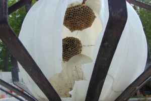 Parcul Eroilor din Târgu-Mureş, cuib pentru viespi