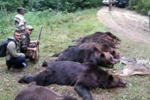 Patru urşi, împuşcaţi în Argeş