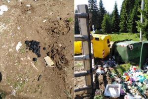 În prima zi după relocarea ursului de la Pâclişa, în zona Șugag a fost atacată o stână. Mistreţii şi urşii fac ravagii